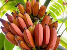 Необычные бананы