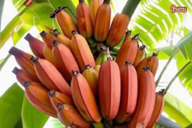 Необычные бананы